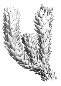 Araucaria-muelleri