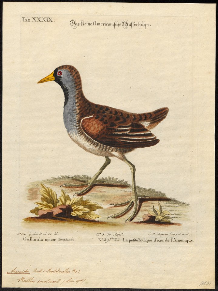 Aramides carolina - 1700-1880 - Print - Iconographia Zoologica - Special Collections University of Amsterdam - UBA01 IZ17500047
