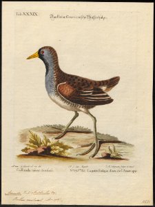Aramides carolina - 1700-1880 - Print - Iconographia Zoologica - Special Collections University of Amsterdam - UBA01 IZ17500047