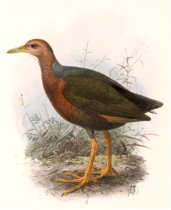 Aramides axillaris 1902