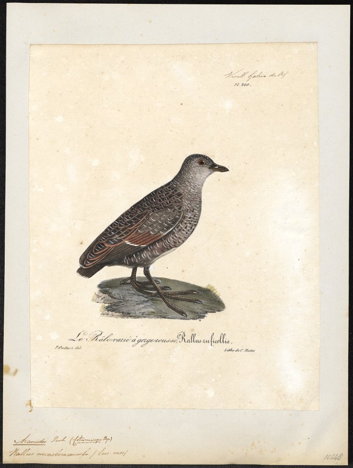 Aramides noveboracensis - 1825-1834 - Print - Iconographia Zoologica - Special Collections University of Amsterdam - UBA01 IZ17500073
