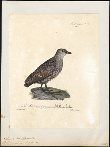 Aramides noveboracensis - 1825-1834 - Print - Iconographia Zoologica - Special Collections University of Amsterdam - UBA01 IZ17500073
