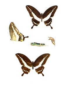 AramintaDemolion 460