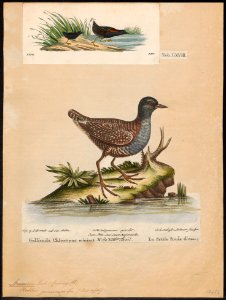 Aramides jamaicensis - 1700-1880 - Print - Iconographia Zoologica - Special Collections University of Amsterdam - UBA01 IZ17500065