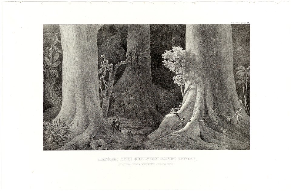 Arbores Ante Christum Natum Enatae, in silva juxta fluvium Amazonum, da Coleção Brasiliana Iconográfica