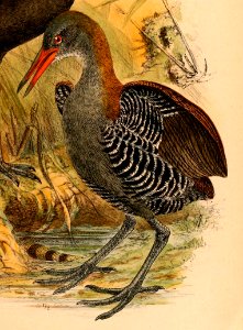 Aramidopsis plateni 1898