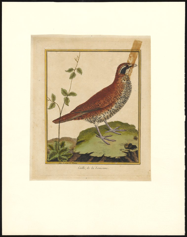 Arborophila - 1796-1799 - Print - Iconographia Zoologica - Special Collections University of Amsterdam - UBA01 IZAA100189