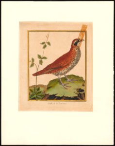 Arborophila - 1796-1799 - Print - Iconographia Zoologica - Special Collections University of Amsterdam - UBA01 IZAA100189