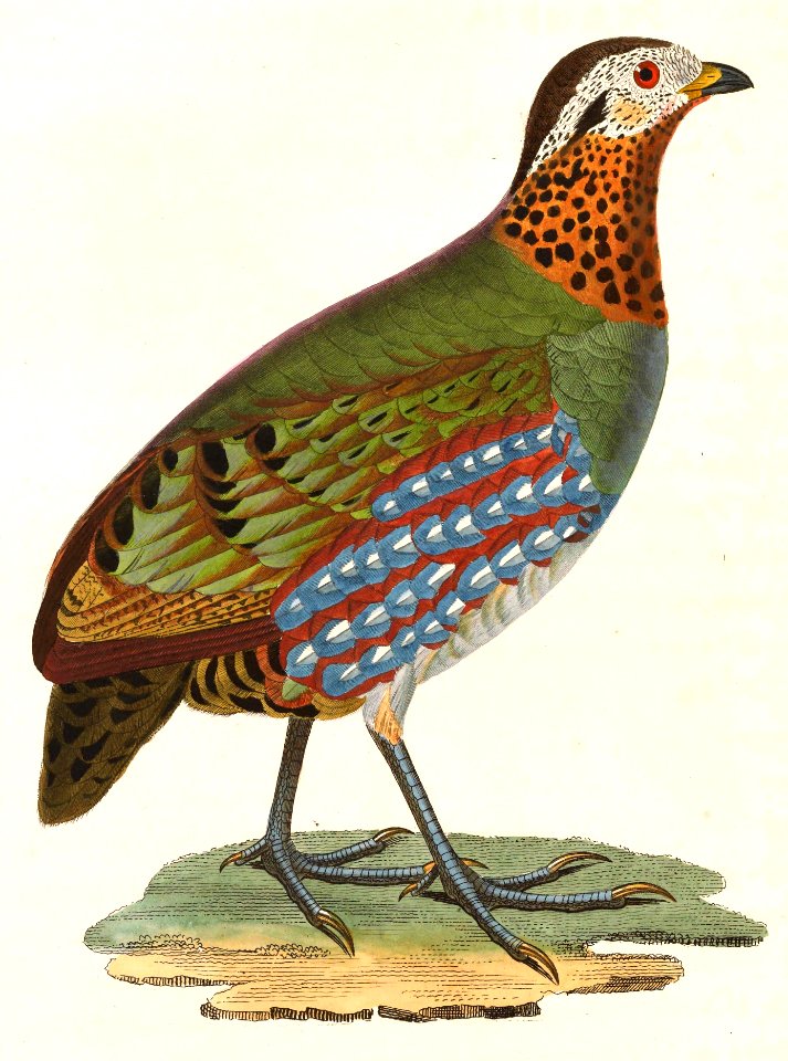 Arborophila torqueola torqueola female 1838