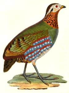 Arborophila torqueola torqueola female 1838