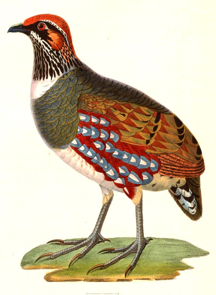 Arborophila torqueola torqueola male 1838