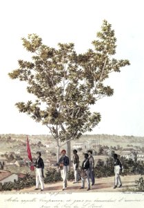 Arbre appelle Genipavera, et gens qui demandent l'aumône pour la Fete du S. Esprit. Diamantino de la Province de Matto-Grosso, Janvier 1828., do acervo do Instituto Hercule Florence