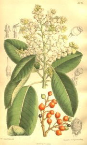 Arbutus menziesii 135-8249