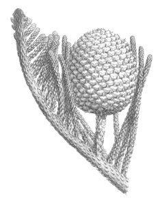 Araucaria subulata