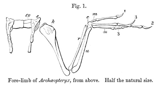 Archaeopteryx macrura fore-limb 1880
