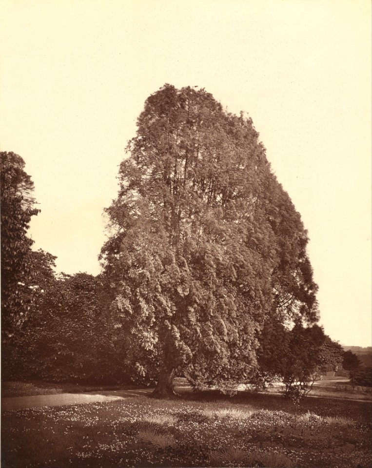 Arbor Vitæ. Charleton.1879