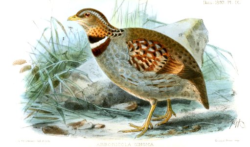 ArboricolaGingicaKeulemans