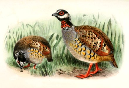 Arborophila campbelli 1905
