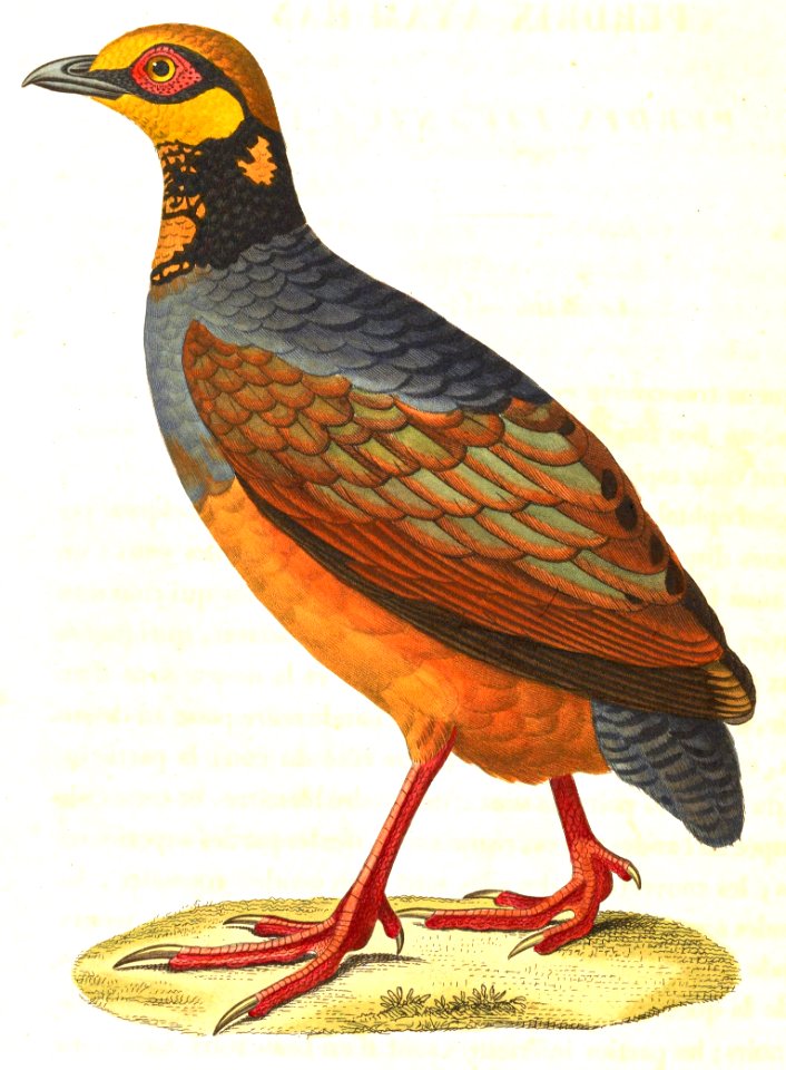 Arborophila javanica javanica 1838