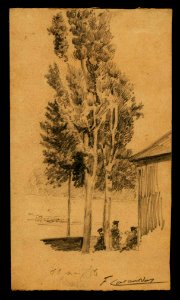 Arbres vora una casa