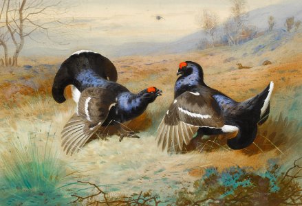 Archibald Thorburn Blackcocks at the Lek 1901