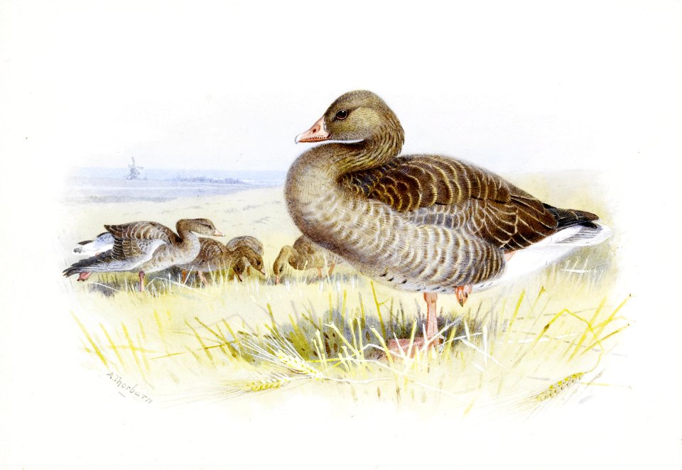 Archibald Thorburn Greylag goose