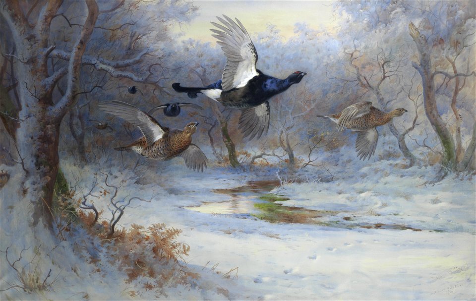 Archibald Thorburn Blackcock and Grouse in flight - Winter