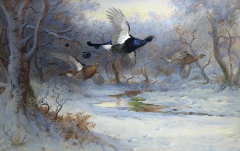 Archibald Thorburn Blackcock and Grouse in flight - Winter