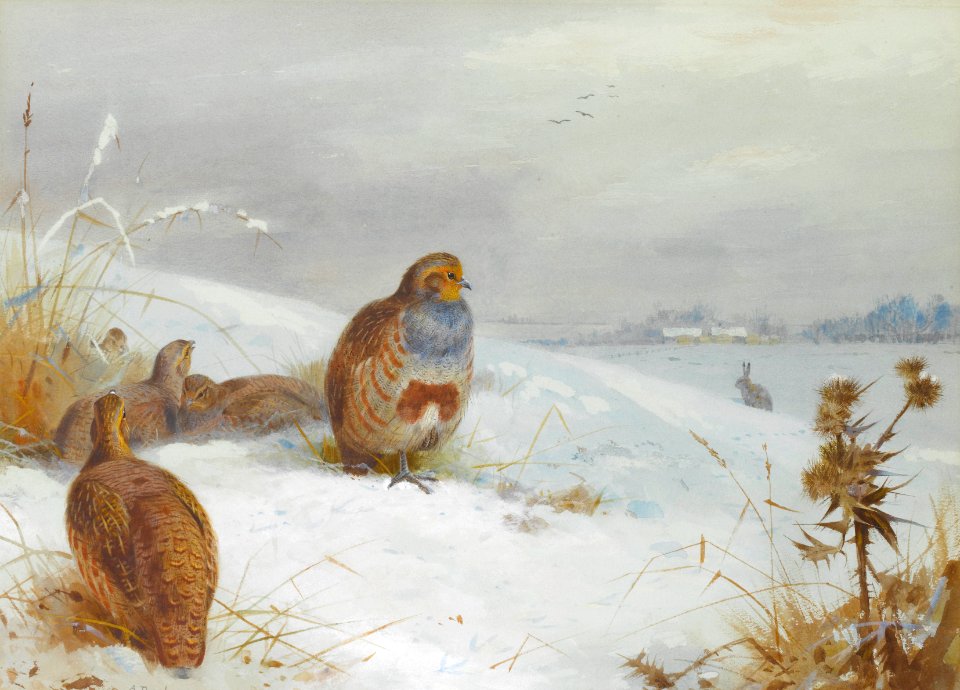 Archibald Thorburn Hard times - partridges and a hare 1892