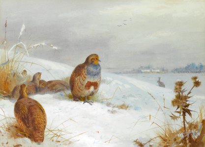 Archibald Thorburn Hard times - partridges and a hare 1892