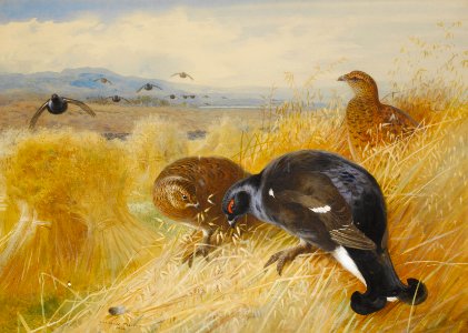 Archibald Thorburn On the stooks - Blackgame 1902