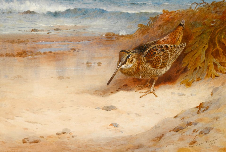 Archibald Thorburn Hungry and homeless 1908