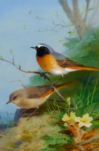 Archibald Thorburn Pair of Redstarts 1923