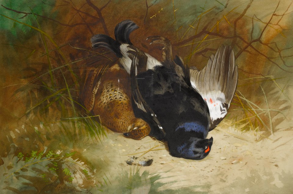 Archibald Thorburn Still life of a pair of Blackgame 1896