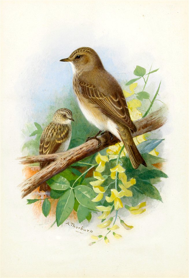 Archibald Thorburn Spotted Flycatchers