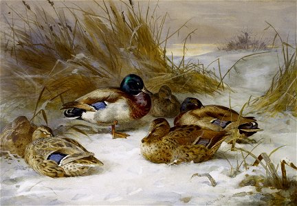 Archibald Thorburn Winter landscape with mallard