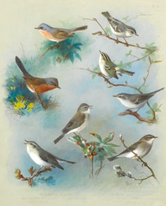 Archibald Thorburn Warbler and Wrens 1913