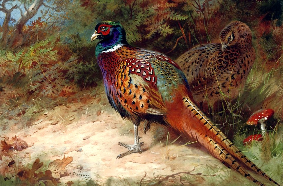 Archibald Thorburn05a