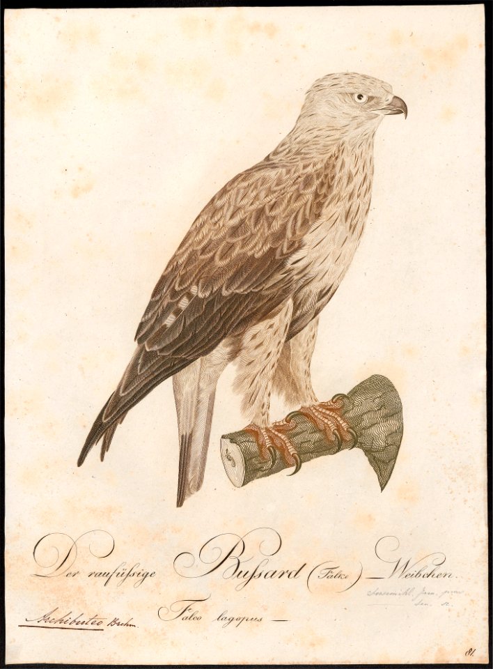Archibuteo lagopus - 1800-1812 - Print - Iconographia Zoologica - Special Collections University of Amsterdam - UBA01 IZ18200079