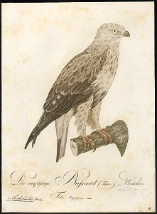 Archibuteo lagopus - 1800-1812 - Print - Iconographia Zoologica - Special Collections University of Amsterdam - UBA01 IZ18200079