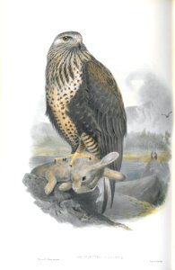 Archibuteo Lagopus