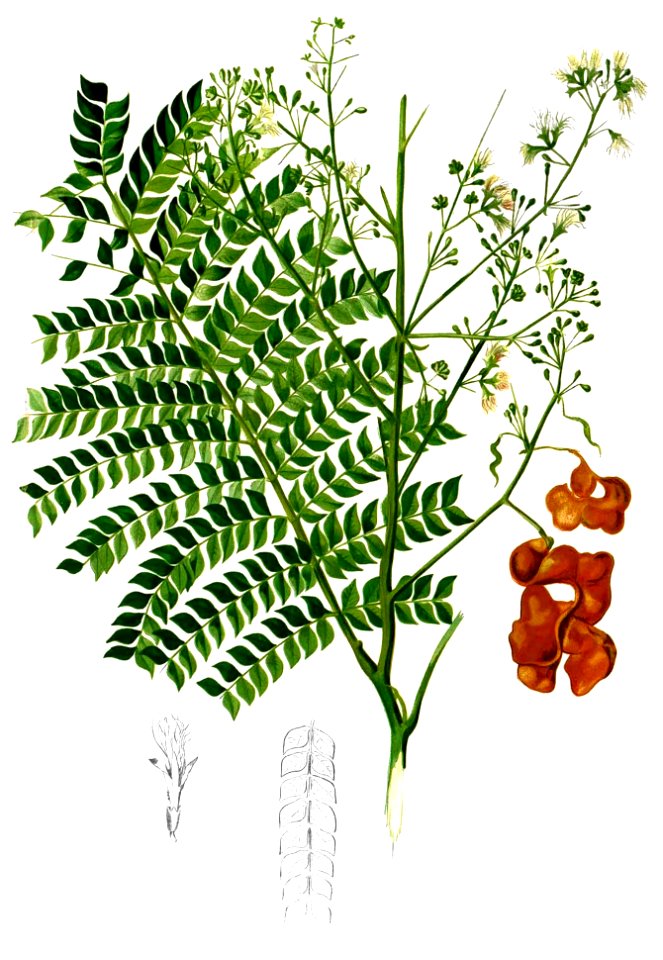 Archidendron scutiferum Blanco2.447-cropped