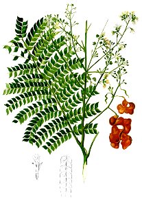 Archidendron scutiferum Blanco2.447-cropped