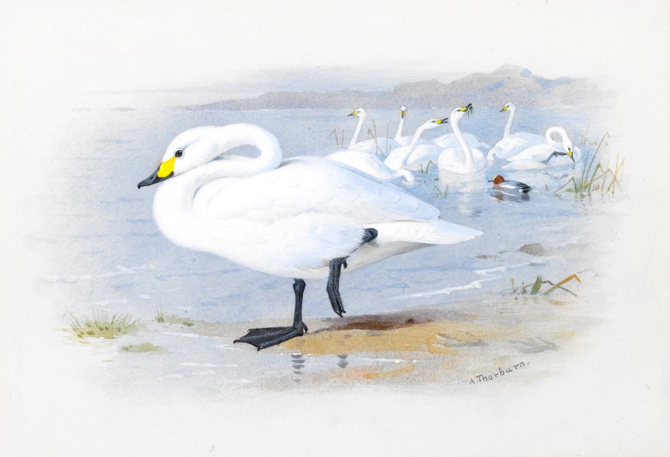 Archibald Thorburn Bewick's swan