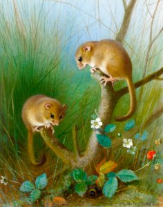 Archibald Thorburn Dormice 1903
