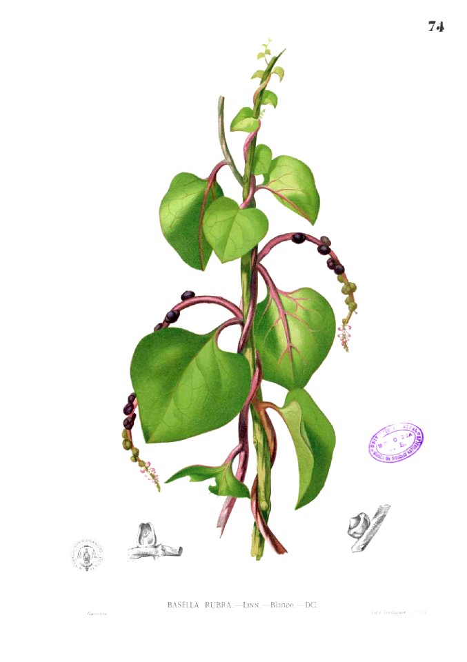 Basella rubra Blanco1.74