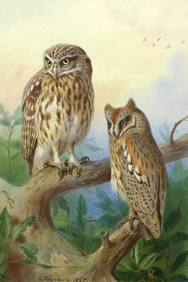 Archibald Thorburn Little Owl and Scops Owl