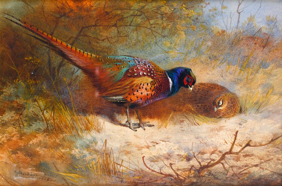 Archibald Thorburn Pheasants 1918