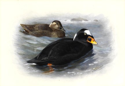 Archibald Thorburn Surf Scoter