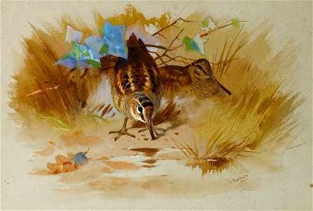 Archibald Thorburn Woodcock in a sandy hollow